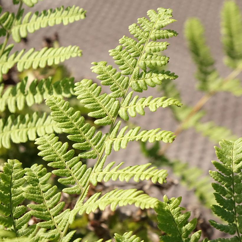 Dryopteris stewartii - Helecho (Follaje)