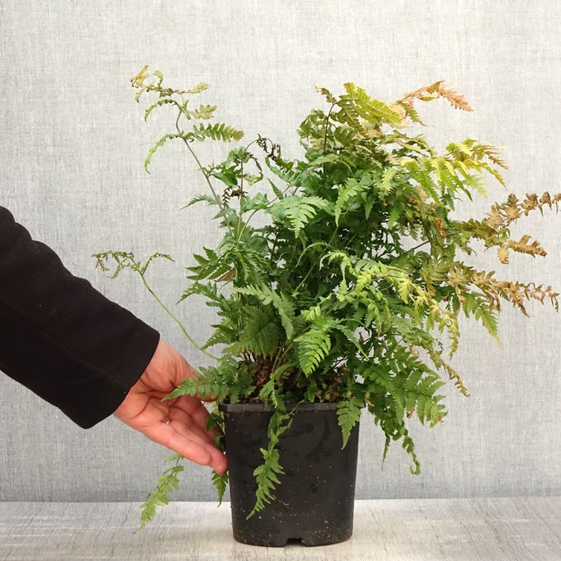 Dryopteris stewartii - Fougère - Pot de 2L/3L Ejemplar entregado en la primavera