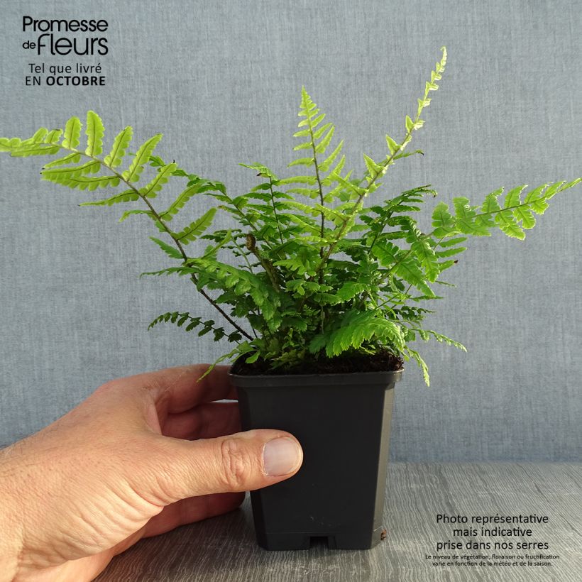 Ejemplar de Dryopteris wallichiana - Fougère Godet de 9cm entregado en otoño