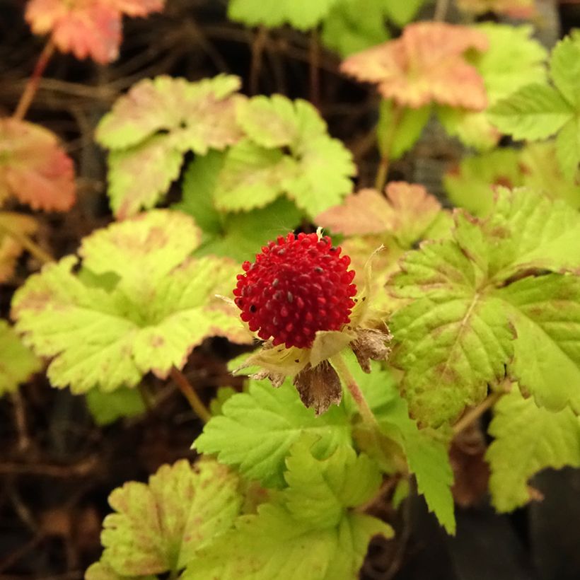 Duchesnea indica - Fresa india (Floración)