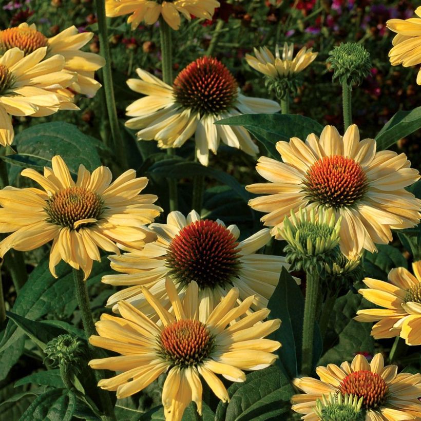 Echinacea purpurea Aloha (Floración)