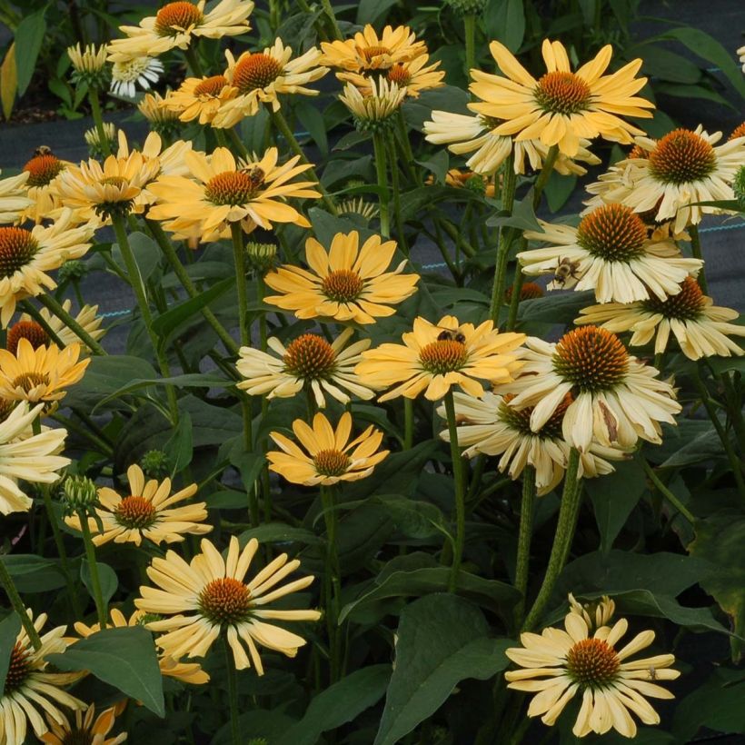 Echinacea purpurea Aloha (Porte)