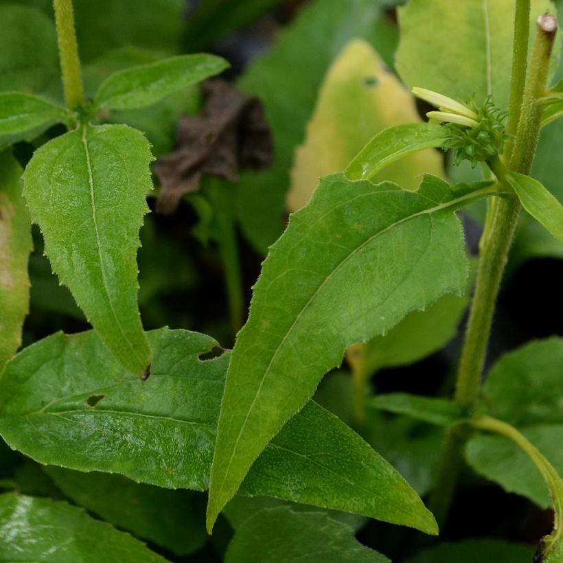 Echinacea purpurea Avalanche (Follaje)