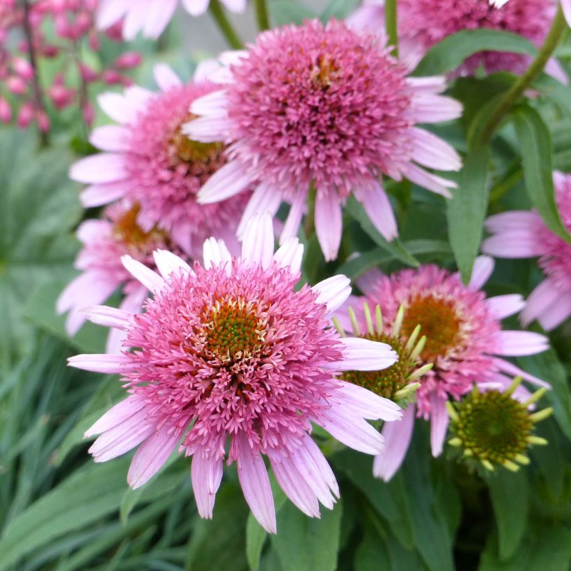 Echinacea purpurea Butterfly Kisses (Floración)