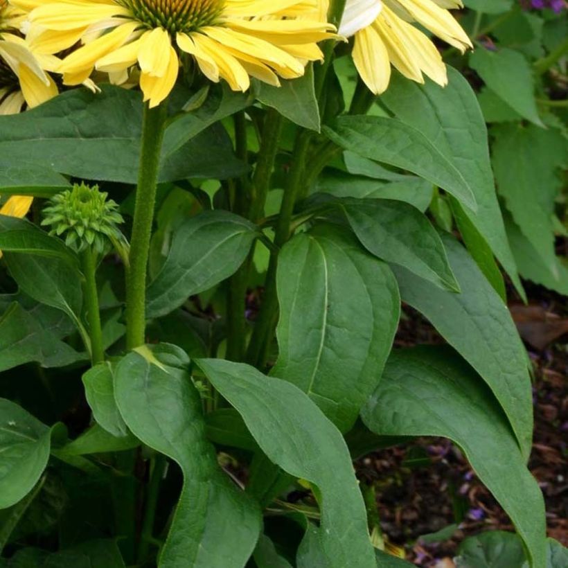 Echinacea purpurea Chiquita (Follaje)