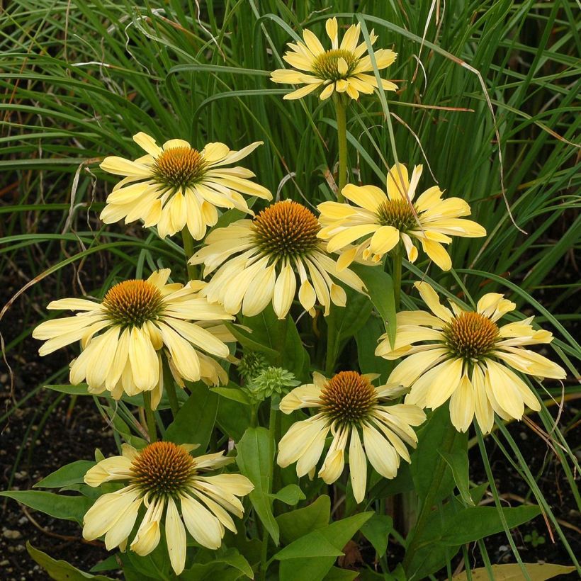 Echinacea purpurea Chiquita (Floración)