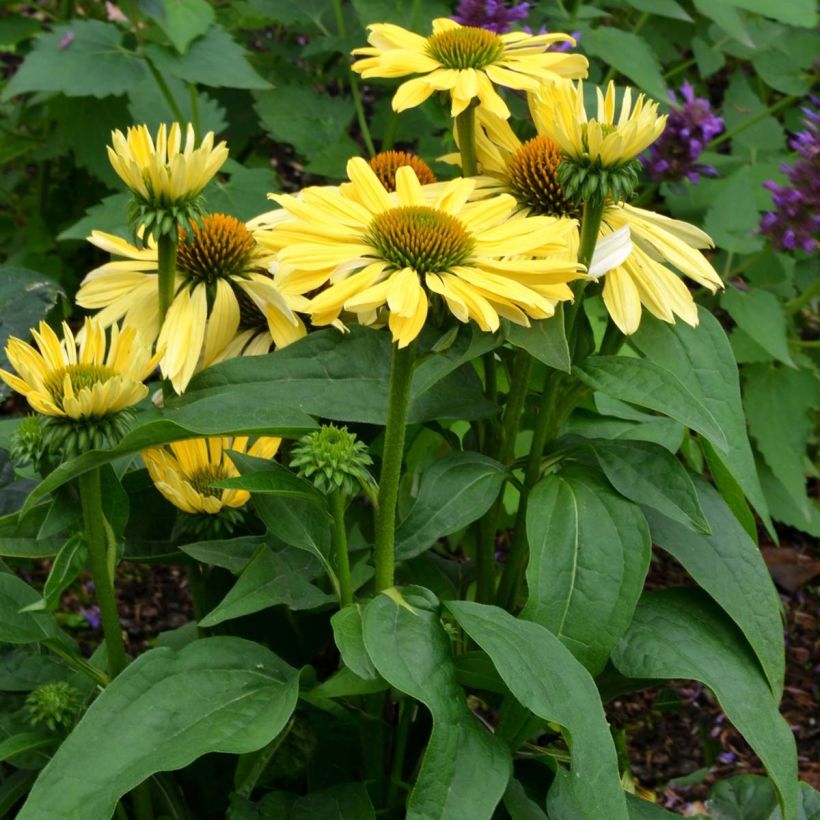 Echinacea purpurea Chiquita (Porte)