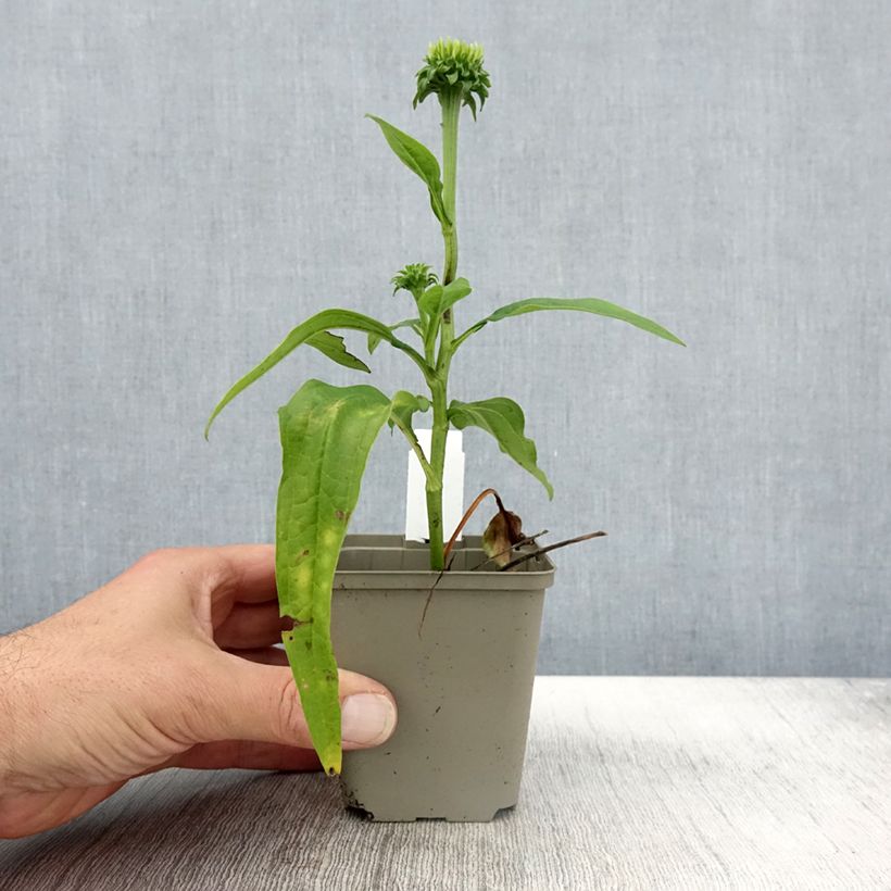 Ejemplar de Echinacea Chiquita - Echinacée Godet de 9cm entregado en otoño