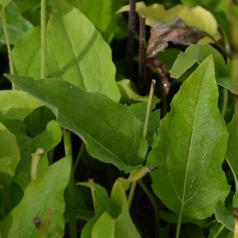 Echinacea purpurea Coconut Lime (Follaje)