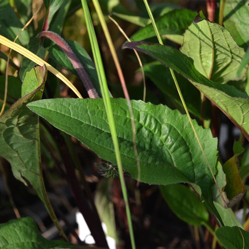 Echinacea purpurea Fatal Attraction (Follaje)