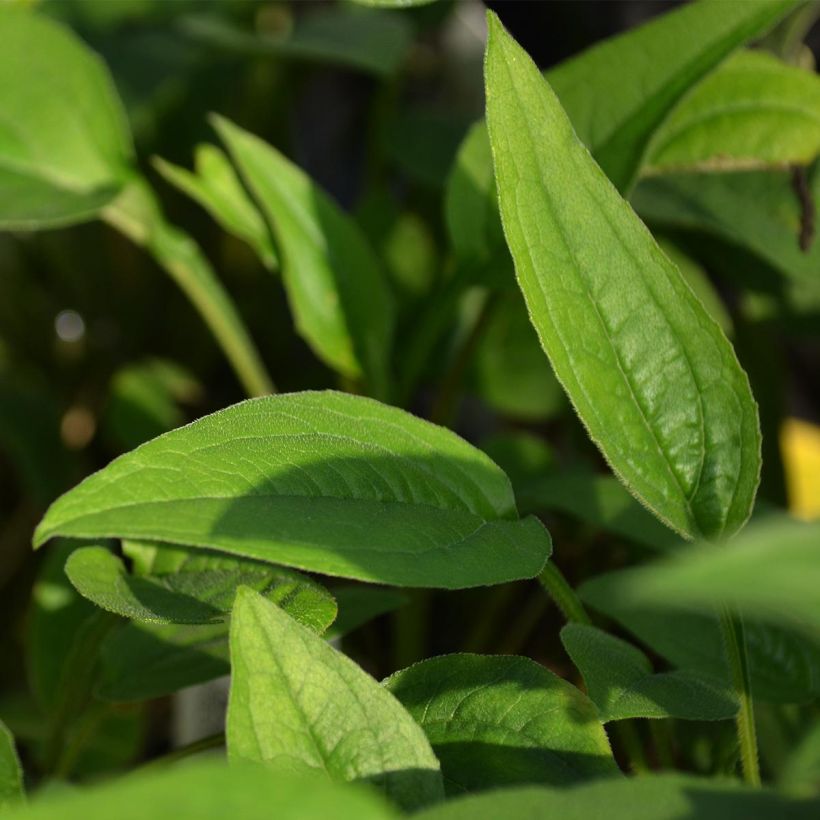 Echinacea purpurea Green Envy (Follaje)