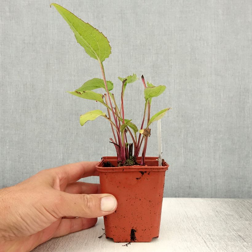 Ejemplar de Echinacea Green Twister - Echinacée Godet de 9cm entregado en verano