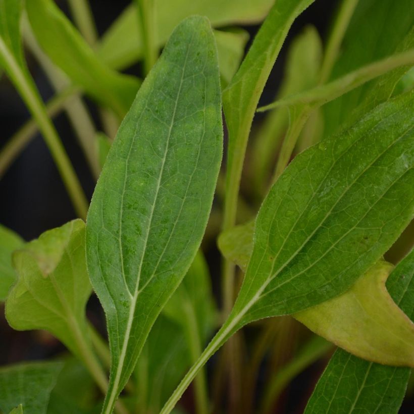 Echinacea purpurea Hot Papaya (Follaje)