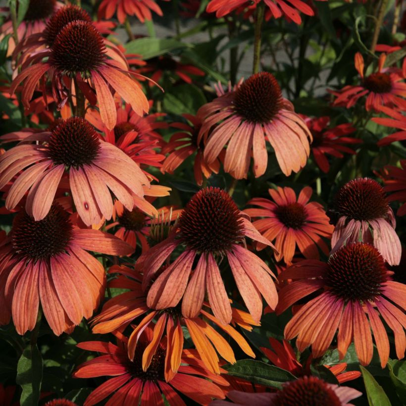 Echinacea Julia (Floración)