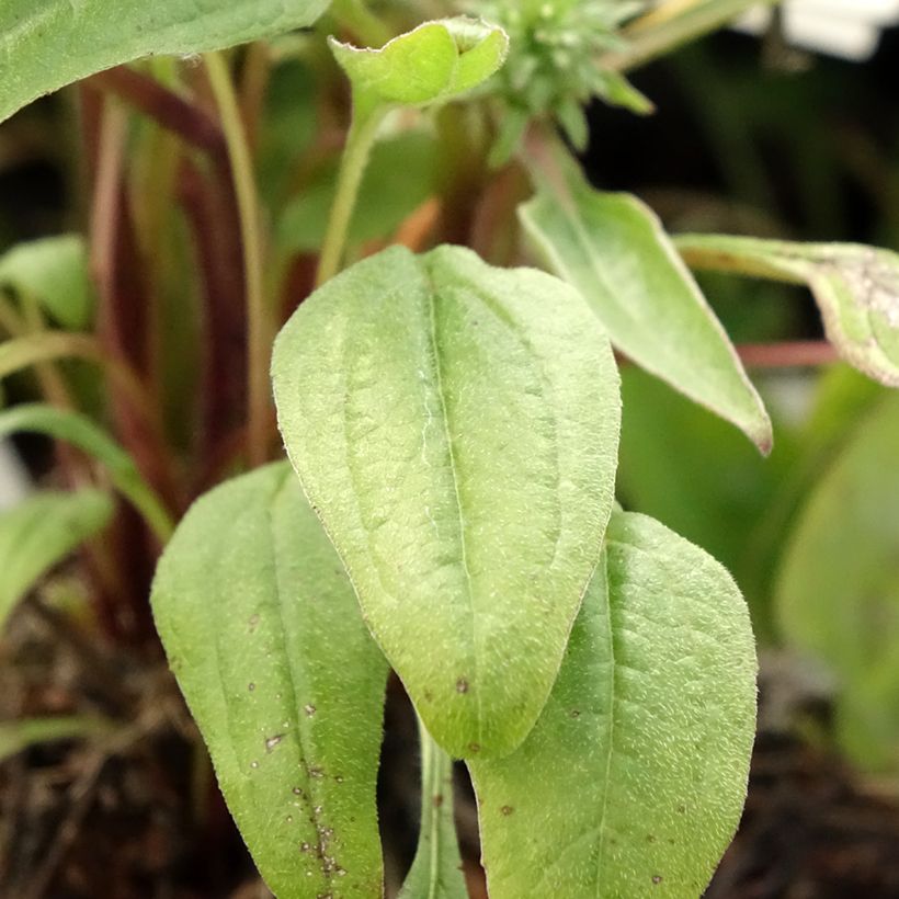 Echinacea Julia (Follaje)