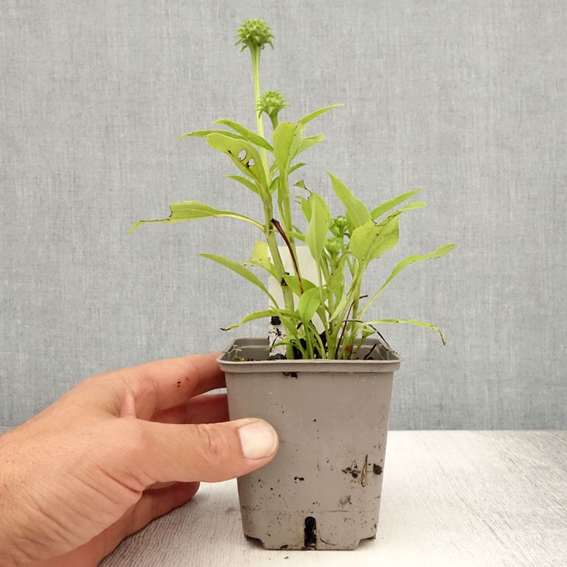 Ejemplar de Echinacea Kismet blanc (White) - Echinacée Godet de 8/9 cm entregado en verano