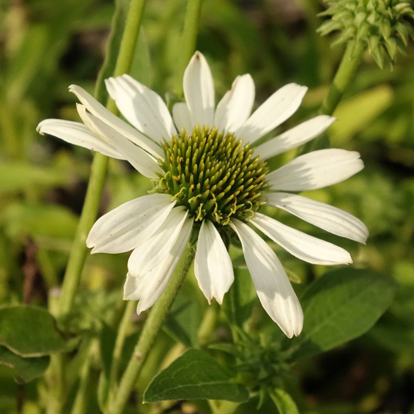 Echinacea Kismet White (Floración)