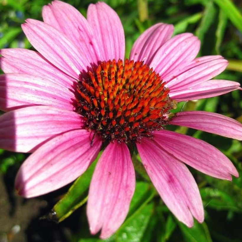 Echinacea purpurea Little Magnus (Floración)