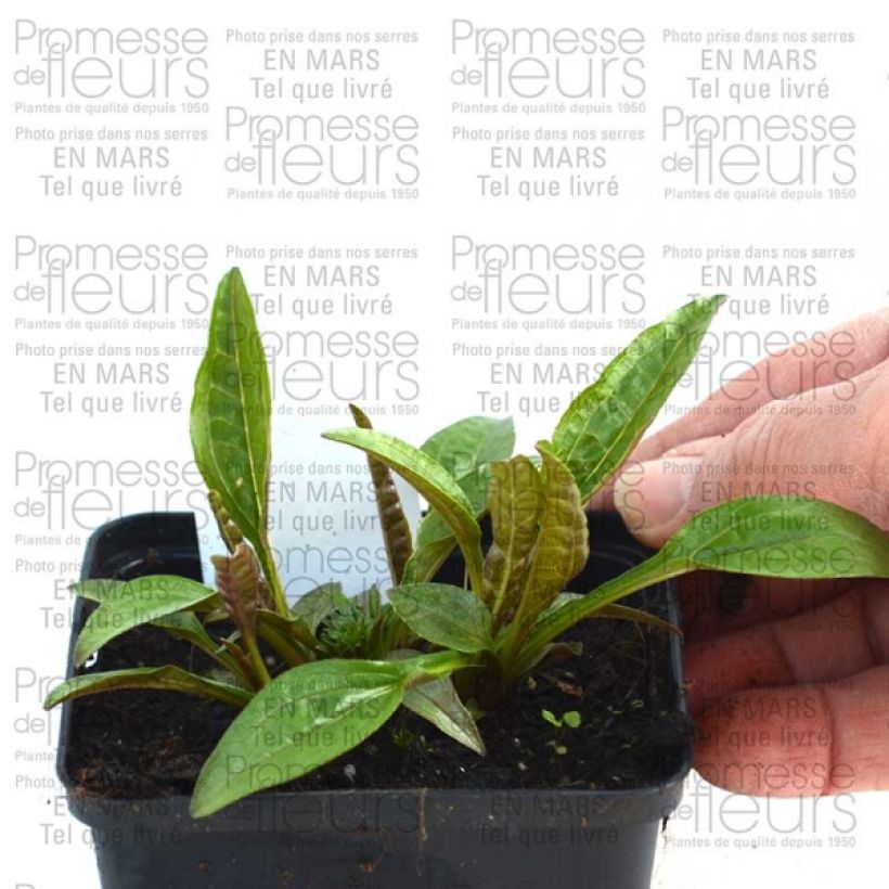 Ejemplo de ejemplar de Echinacea Pacific Summer - Echinacée Godet de 8/9 cm tal y como se entrega