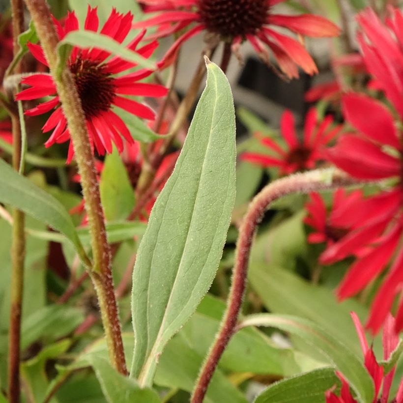 Echinacea purpurea Prima Ruby (Follaje)