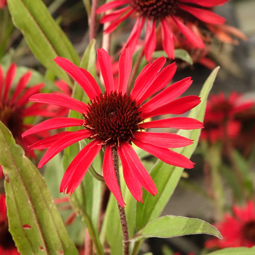 Echinacea purpurea Prima Ruby (Floración)