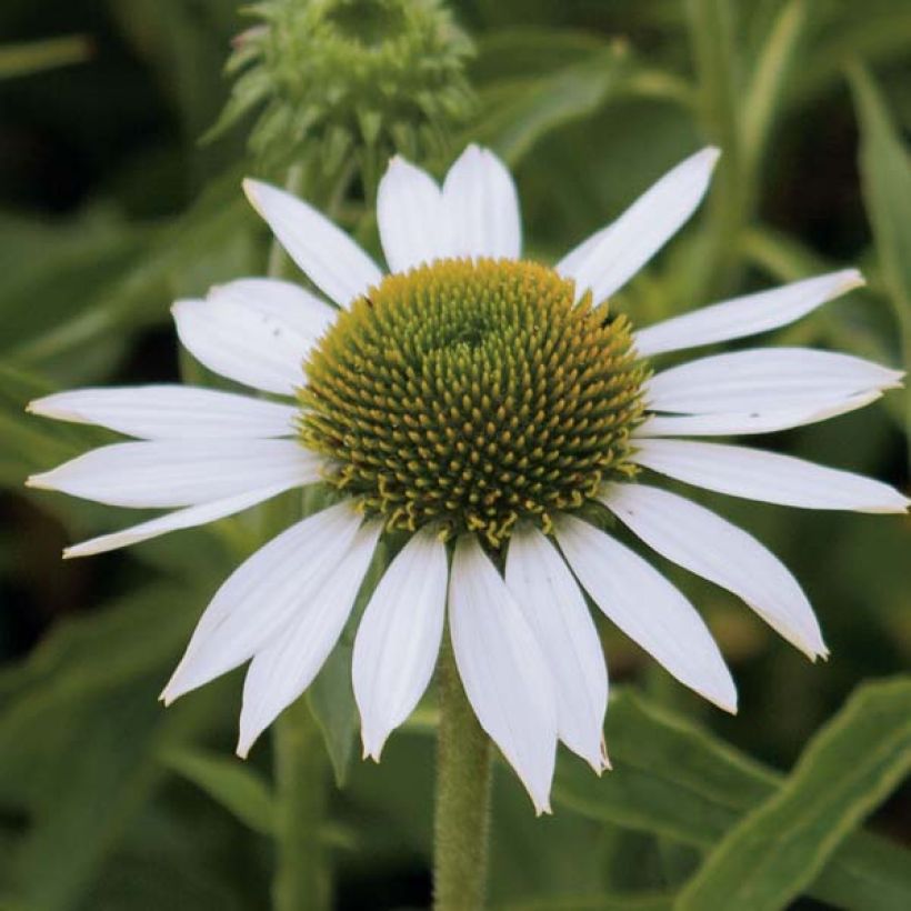 Echinacea purpurea Purity (Floración)