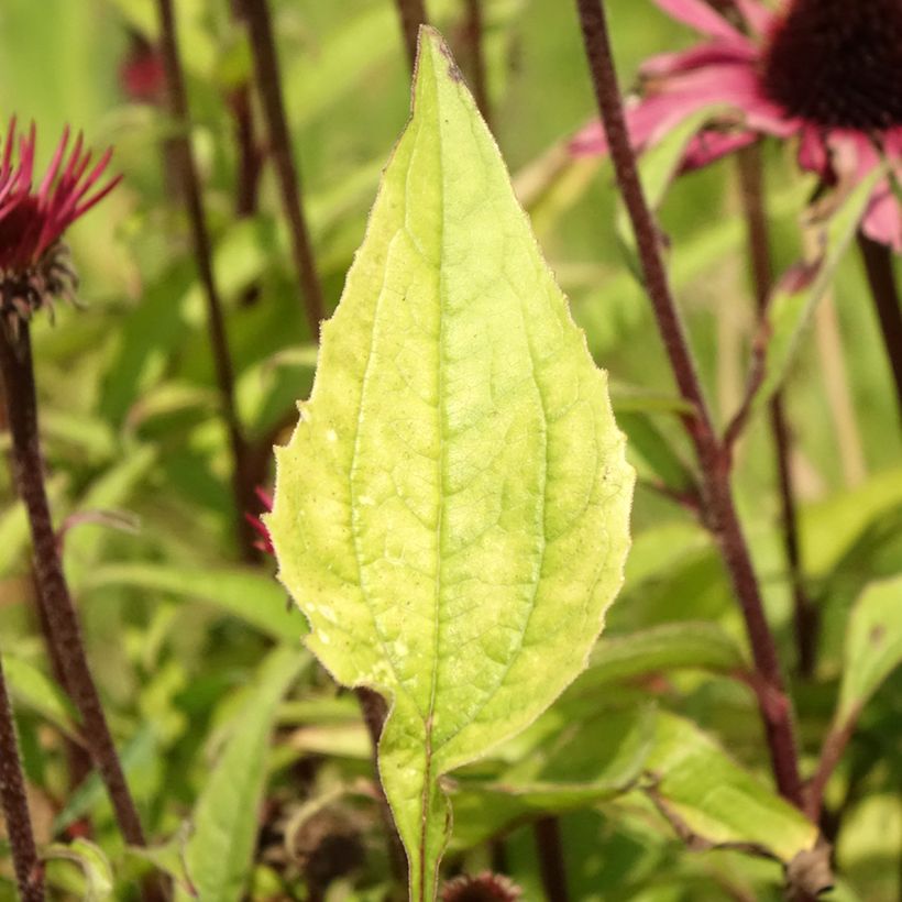 Echinacea purpurea Augustkönigin (Follaje)