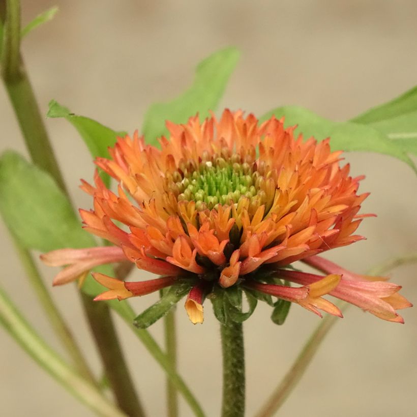 Echinacea purpurea Irresistible (Floración)