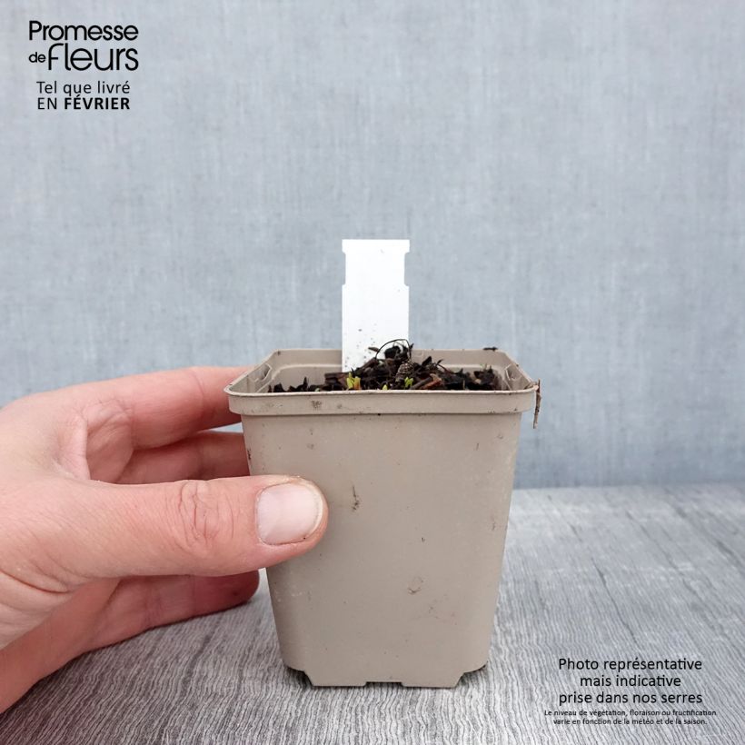 Echinacea purpurea Milkshake - Echinacée en godet de 9 cm Ejemplar entregado en invierno