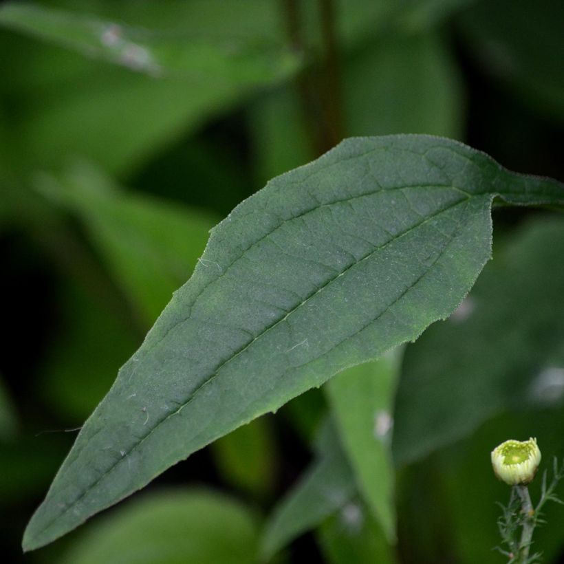 Echinacea purpurea Pica Bella (Follaje)