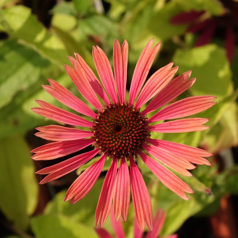 Echinacea purpurea Summer Cocktail (Floración)