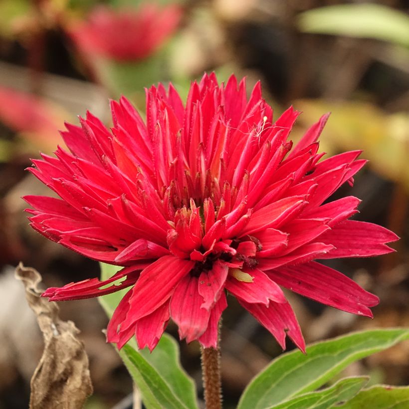 Echinacea purpurea Sundown (Floración)