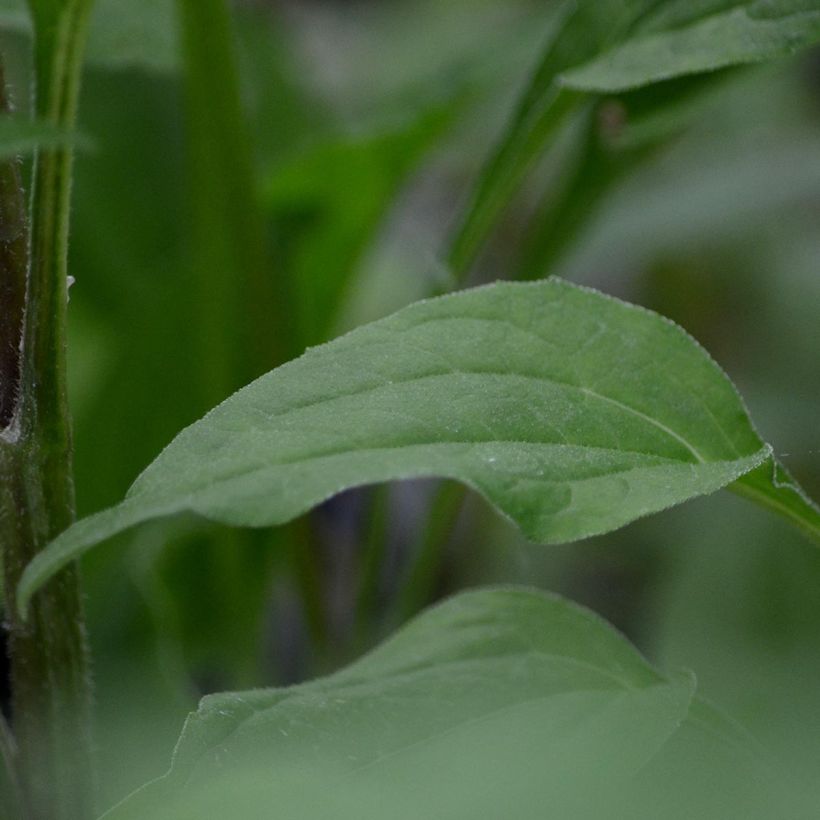 Echinacea purpurea Secret Romance (Follaje)