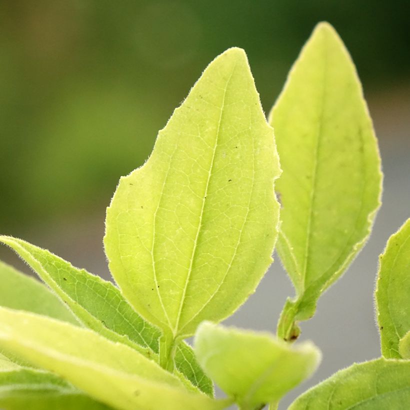 Echinacea purpurea SunSeekers Apple Green (Follaje)