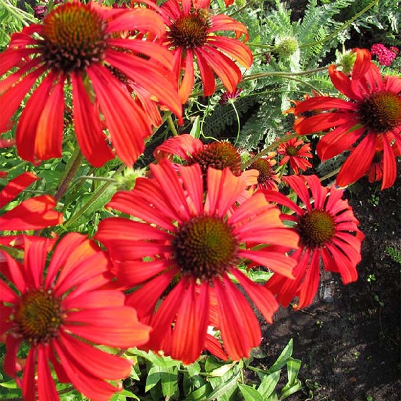 Echinacea purpurea Tomato Soup (Floración)