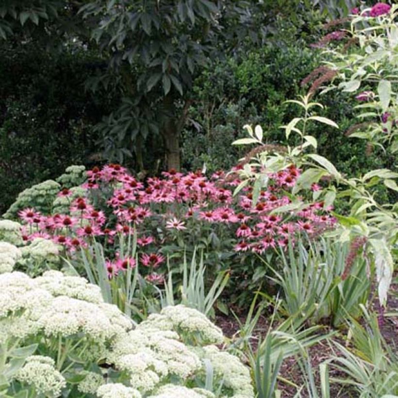 Echinacea purpurea Maxima (Porte)