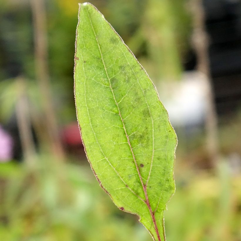 Echinacea purpurea Sombrero Baja Burgundy (Follaje)