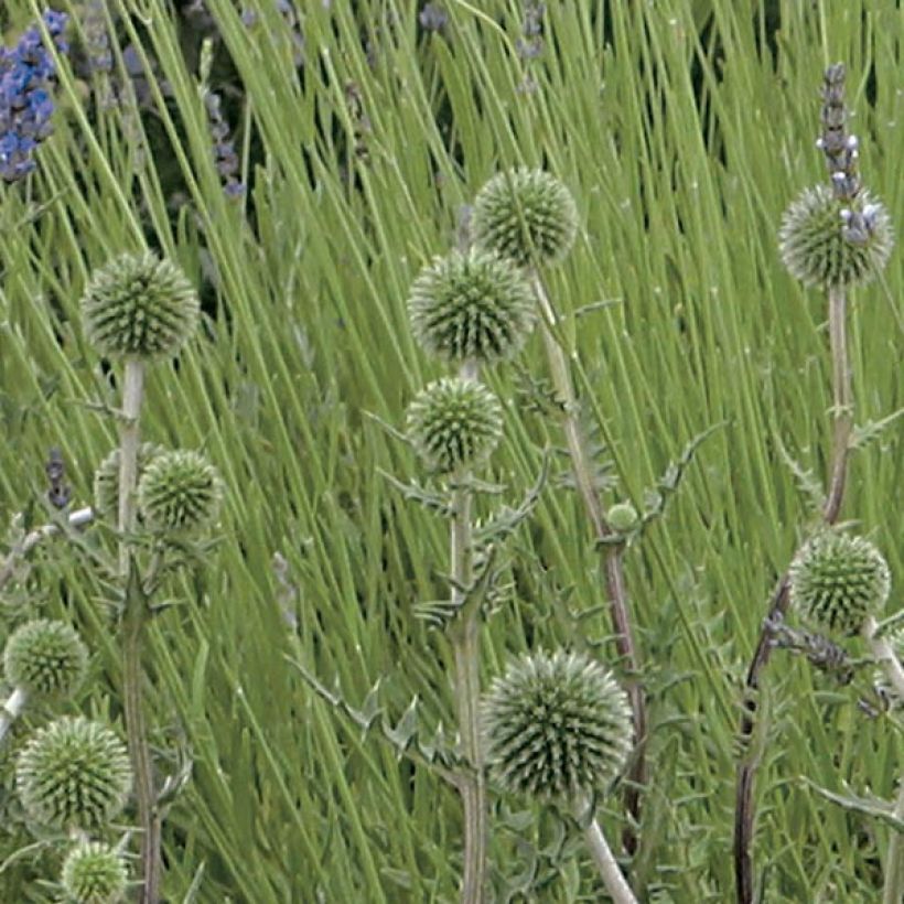 Echinops sphaerocephalum Arctic Glow - Cardo cabezón (Floración)