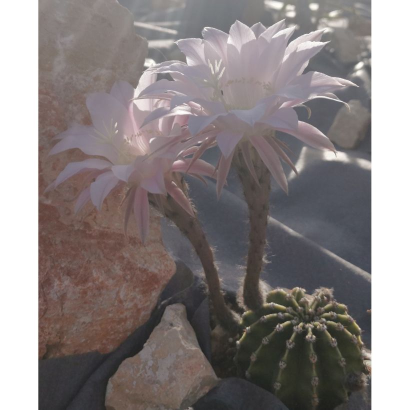 Echinopsis subdenudata (Porte)