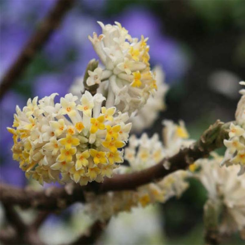 Edgeworthia chrysantha - Arbusto del papel (Floración)