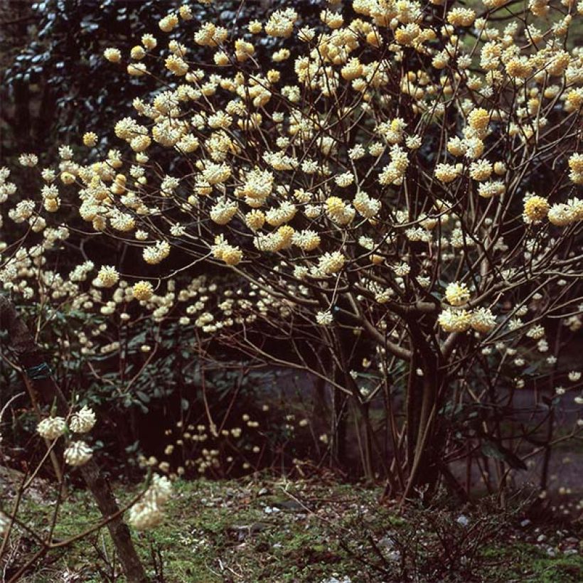 Edgeworthia chrysantha - Arbusto del papel (Porte)