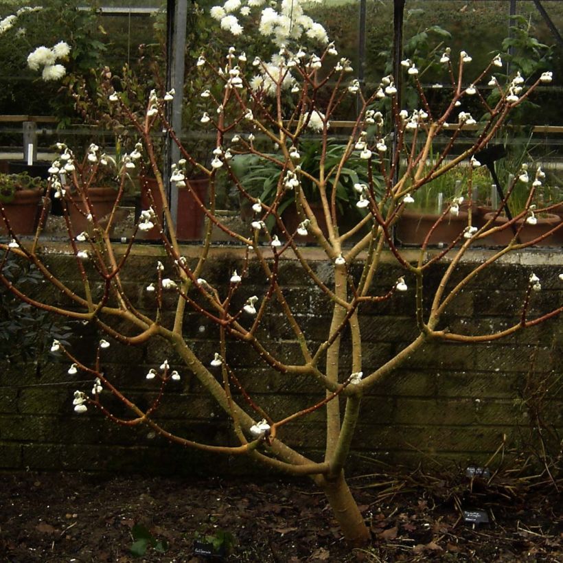 Edgeworthia chrysantha Grandiflora - Arbusto del papel (Porte)