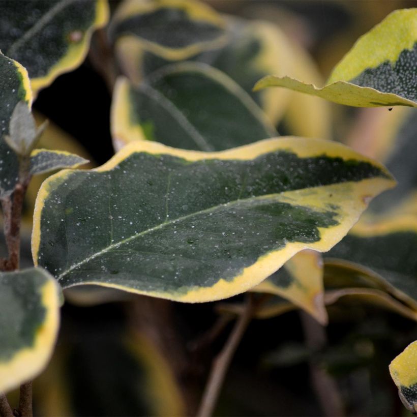 Elaeagnus ebbingei Gilt Edge (Follaje)