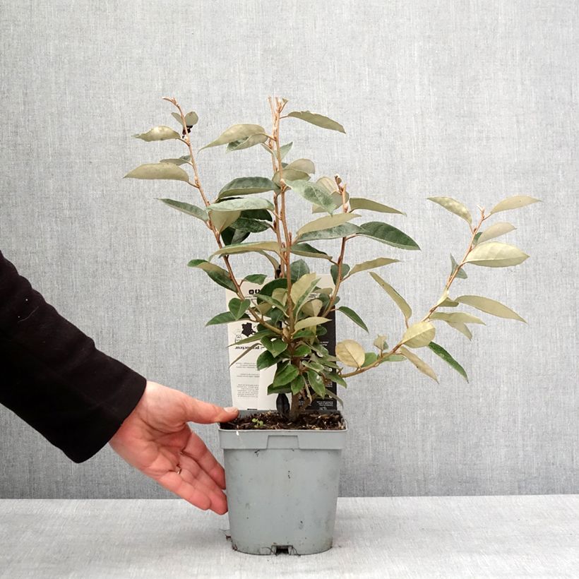 Elaeagnus ebbingei - Chalef de Ebbing 30/40cm en pot de 2L/3L Ejemplar entregado en invierno