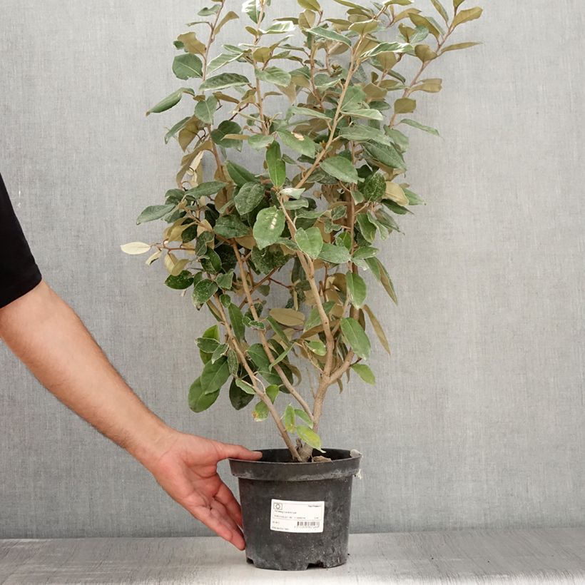 Ejemplar de Elaeagnus ebbingei - Chalef de Ebbing 30/40cm en pot de 2L/3L entregado en verano