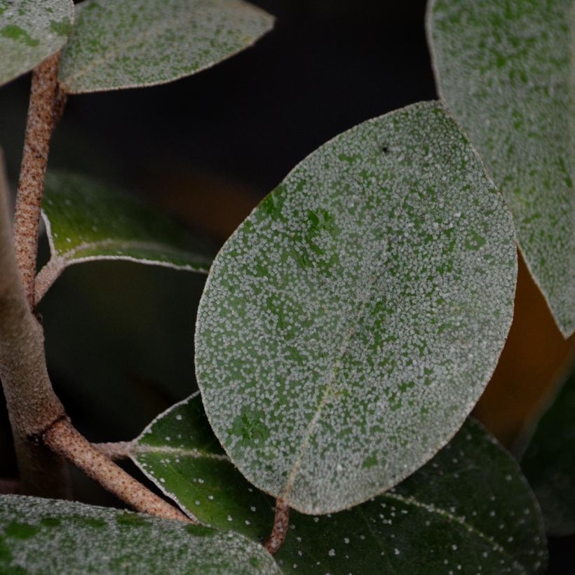 Elaeagnus ebbingei (Follaje)