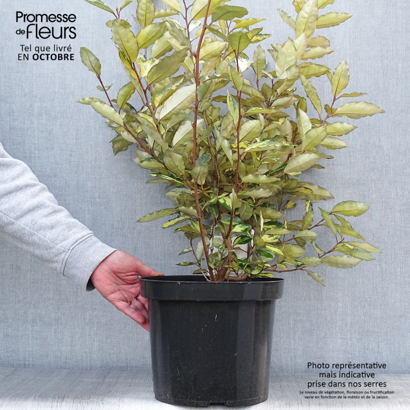 Ejemplar de Elaeagnus ebbingei Eleador - Chalef en pot de 7,5L/10L entregado en otoño