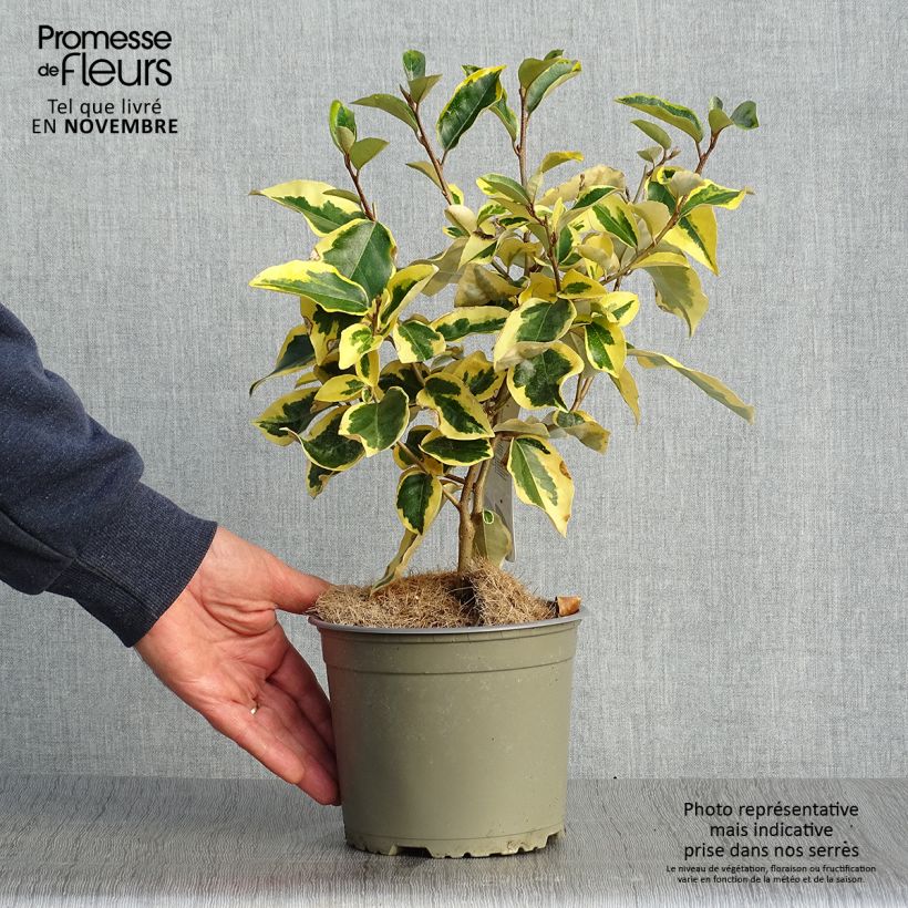 Ejemplar de Elaeagnus ebbingei Gilt Edge - Chalef en pot de 2L/3L entregado en otoño