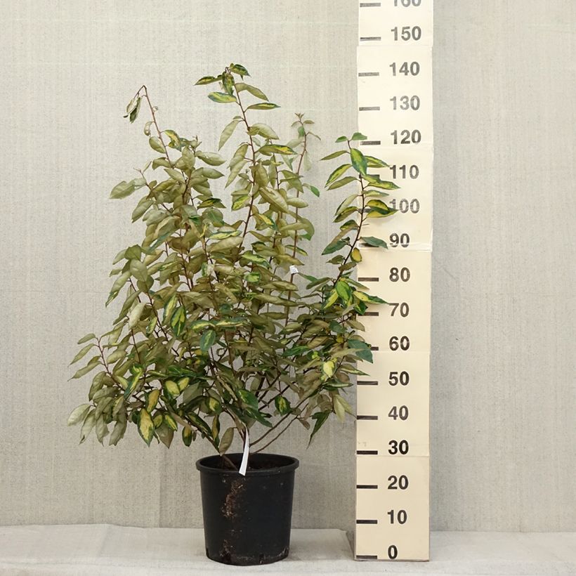 Ejemplar de Elaeagnus ebbingei Limelight ou Chalef en pot de 10L 80/+ cm entregado en otoño