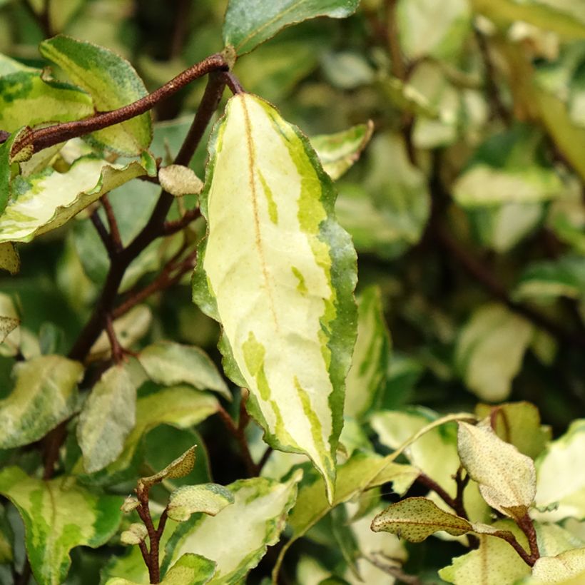 Elaeagnus ebbingei Maryline (Follaje)